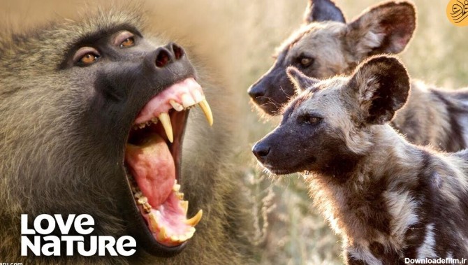 فرارو | (ویدئو) یک بابون در محاصره ۲۰ سگ وحشی، کدامیک پیروز می‌شوند؟