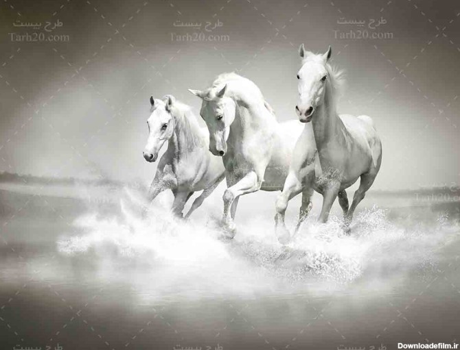 تصویر با کیفیت اسب های سفید زیبا - طرح 20