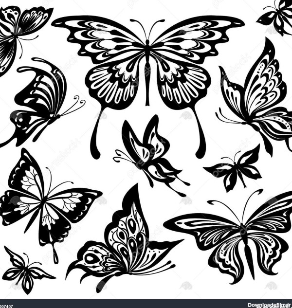 پروانه سیاه و سفید 1007407