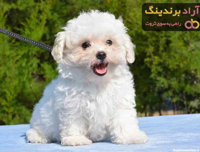 خرید و قیمت سگ جیبی ( پشمالو خانگی کوچک ) - آراد برندینگ