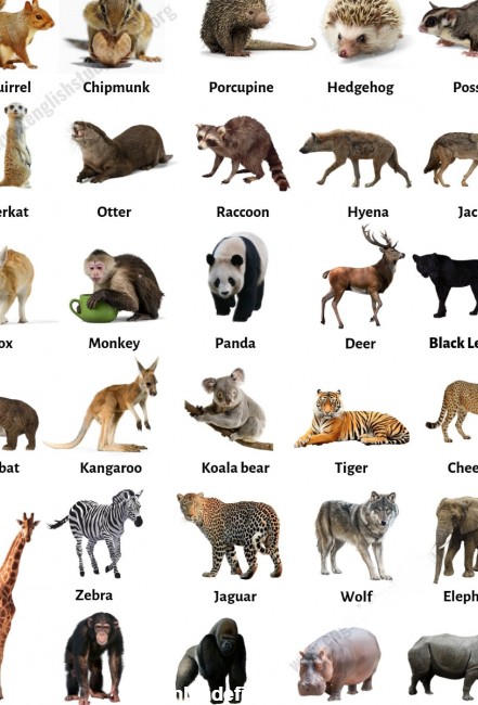 اسامی حیوانات وحشی -انگلیسی به فارسی | آموزش زبان انگلیسی