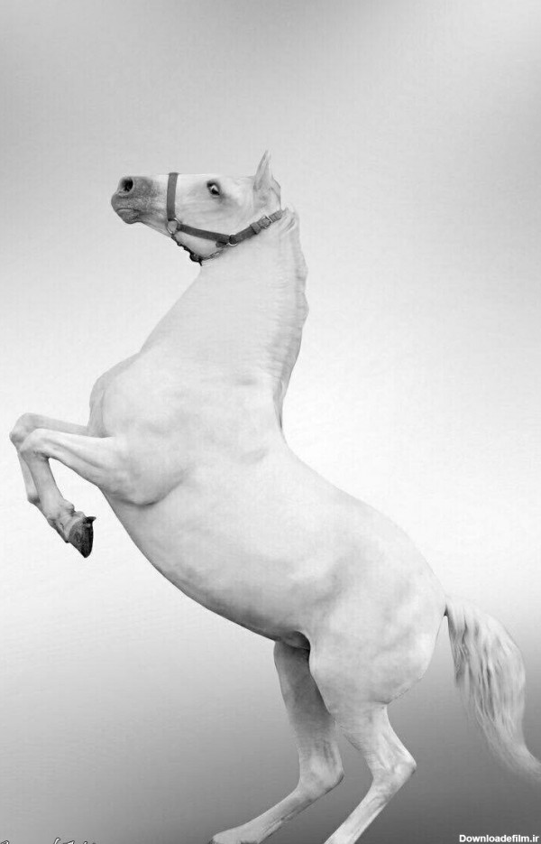 مدل نقاشی اسب سری 2 - نقاشی سمیه فتحی