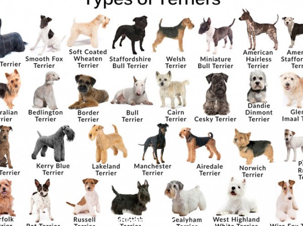سگ تریر زیرک ترین ها انواع نژاد تریرها و خصوصیات آنها