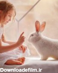 راهنمای کامل زبان و حرکات بدن خرگوش | دنیای حیوانات