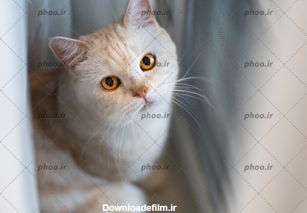 عکس با کیفیت گربه سفید ناز با چشم های عسلی – عکس با کیفیت و تصاویر ...