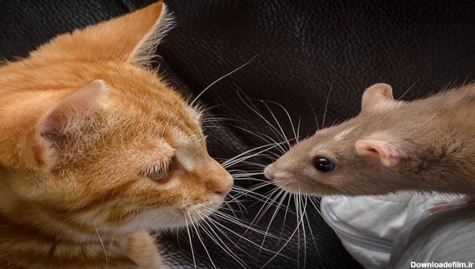 شکار موش غول پیکر توسط گربه خانگی (فیلم)