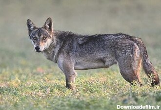 گرگ‌هندی؛ خطرناک‌ترین درنده ایرانی/ عکس