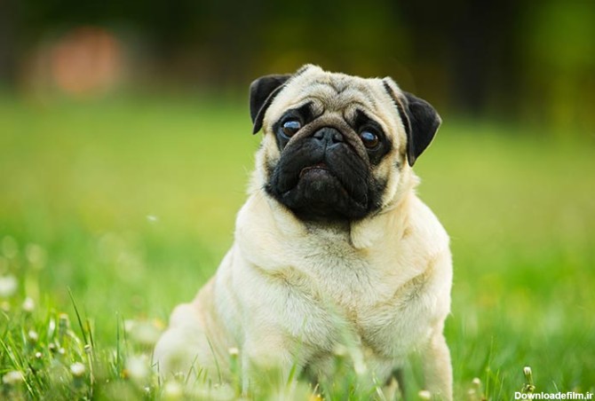 مشخصات کامل، قیمت و خرید نژاد سگ پاگ (Pug) | پت راید