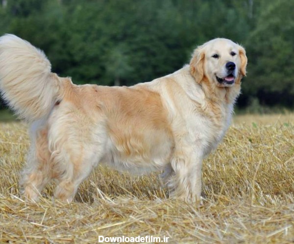 عکس سگ گلدن رتریور سفید
