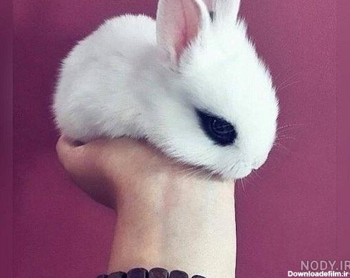 عکس فانتزی خرگوش دخترانه