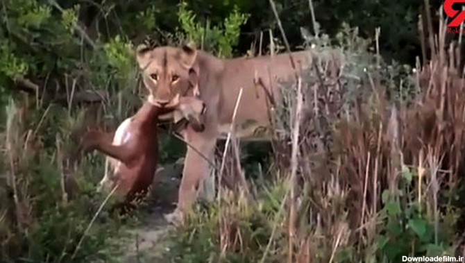 شکار یک آهو توسط شیر حین زایمان +فیلم