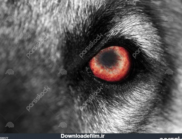 s ماکرو از گرگ و یا سگ با چشم قرمز 1228177