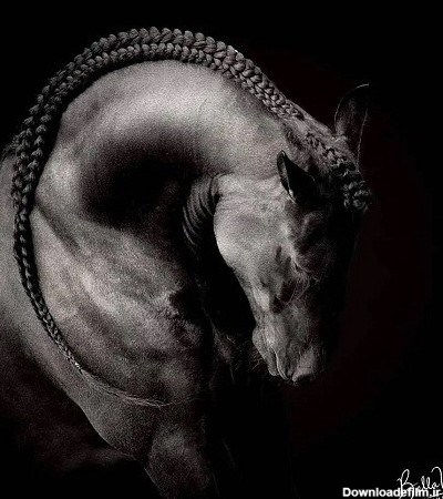 عکس اسب برای پروفایل پسرانه