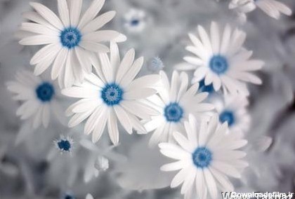 عکسهای بسیار زیبا از گل ها ( طبیعت )