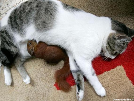 پرشین پت > > شیر دادن گربه به سنجاب / عکس