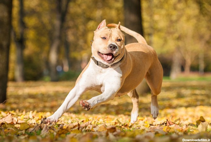 فرارو | معرفی ۱۰ نژاد سگ عضلانی فوق العاده قدرتمند
