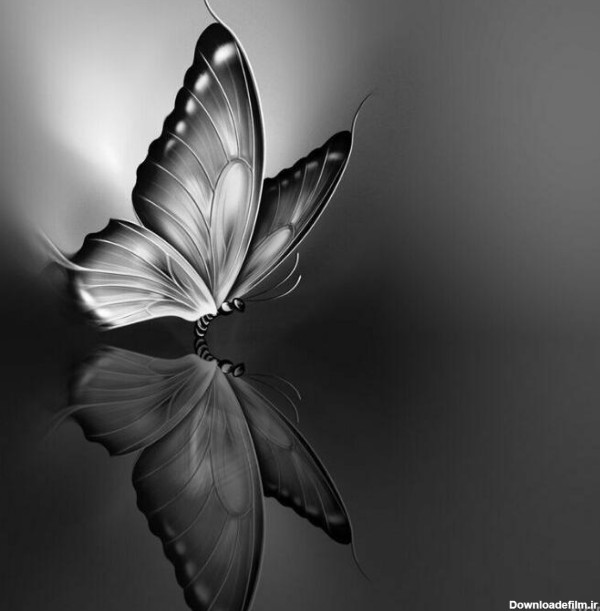 عکس پروفایل پروانه سیاه سفید