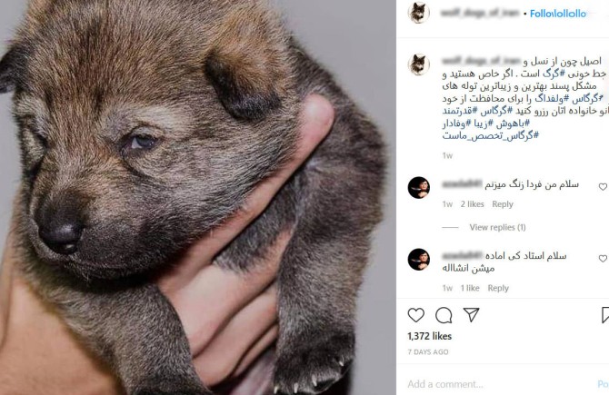 جنجال فروش توله گرگ ها به بچه لاکچری های ایران + تصاویر