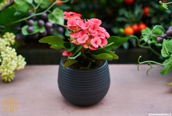 با 20 گیاهان گلدار آپارتمانی منزل تان را نقاشی کنید! 🌸