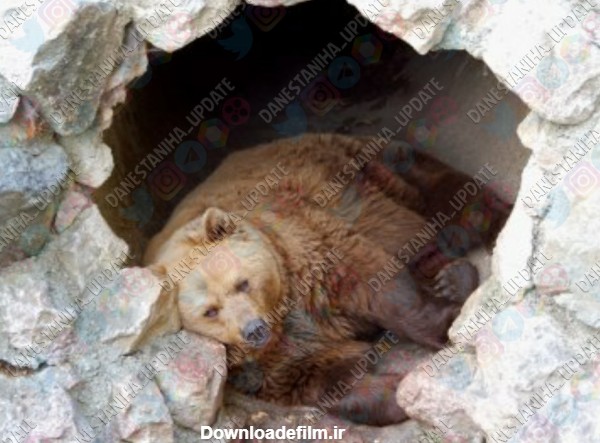 خرس ها در هنگام خواب زمستانی 25 درصد وزن خود را از دست می - عکس ویسگون