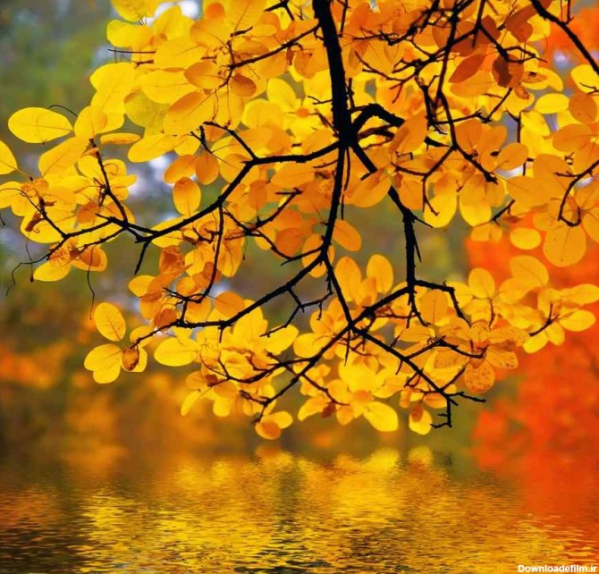 چگونه از زیبایی‌های فصل پاییز عکس بگیریم؟