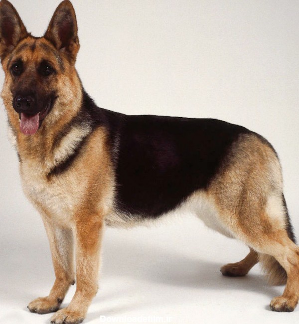 سگ ژرمن شپرد german shepherd dog