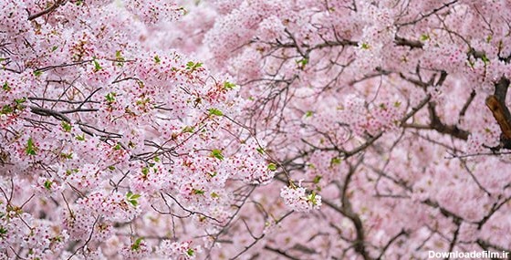 تصویر پس زمینه فصل بهار و شکوفه گیلاس | فری پیک ایرانی | پیک فری ...