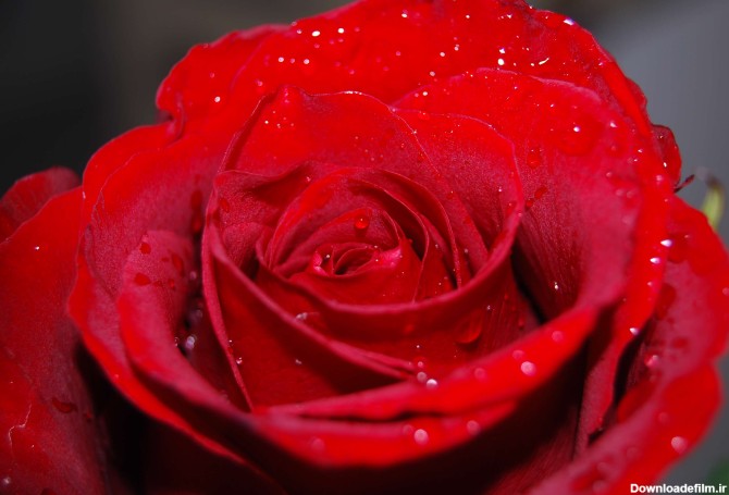 گل رز قرمز زيبا با قطرات شبنم از نزديک