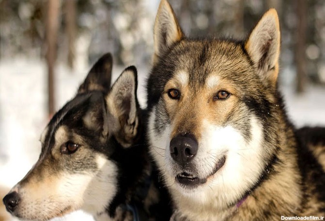 همه‌ی نژادهای سگ های قطبی را بشناسیم - مهارت آموزی به هدف تولید
