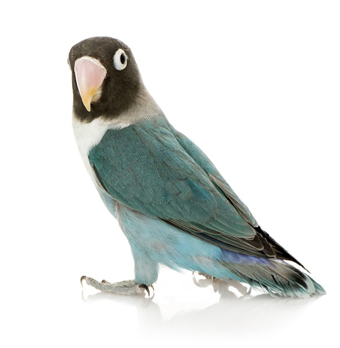 عکس طوطی برزیلی آبی - مسترگراف