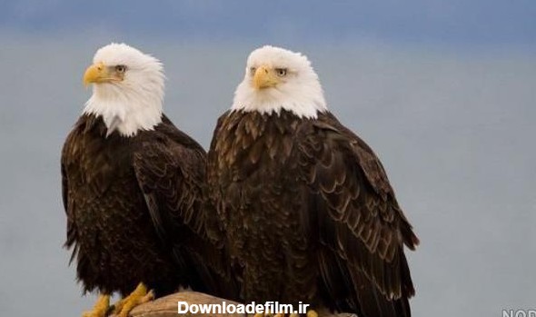 عکس دو عقاب عاشق - عکس نودی