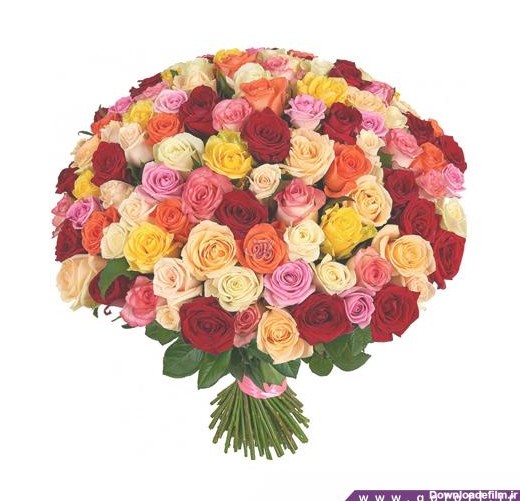 عکس دسته گل زیبا - دسته گل رز کارولا - Carola | گل آف