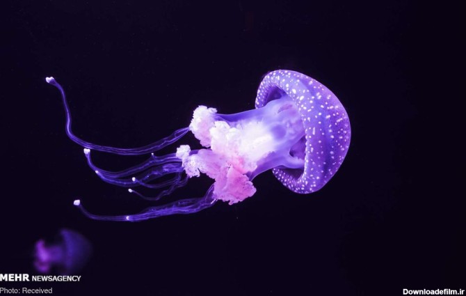 تصاویر زیبا از گونه‌های مختلف عروس دریایی