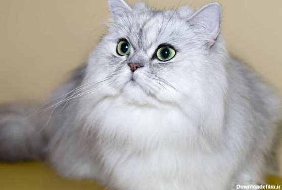 گربه پرشین سفید طوسی خاکستری