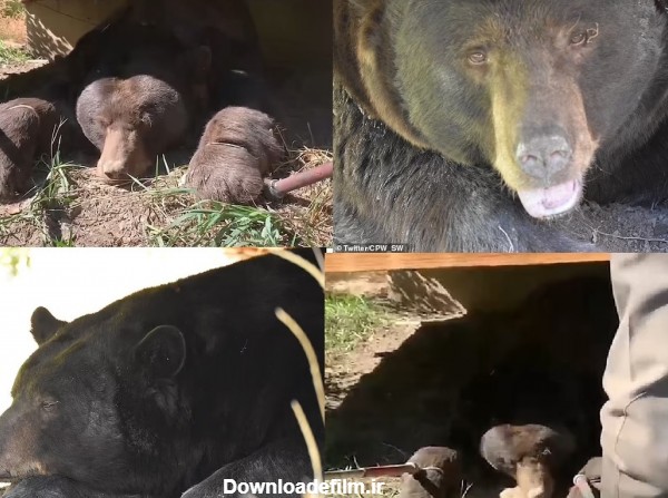 فرارو | (ویدئو) خرس غول‌پیکر برای خواب زمستانی زیر یک خانه را ...