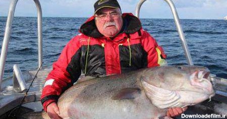 صید برزرگترین ماهی های تاریخ در دریای نروژ