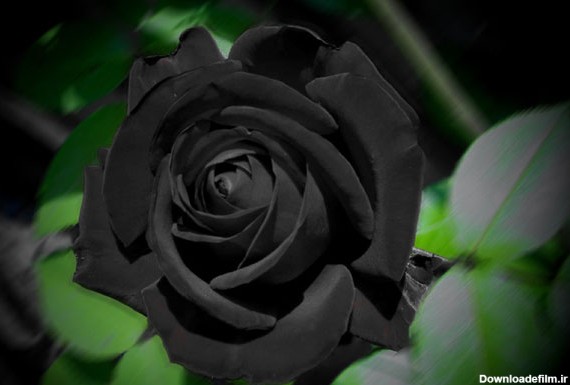 گل رز سیاه / عکس - مهین فال