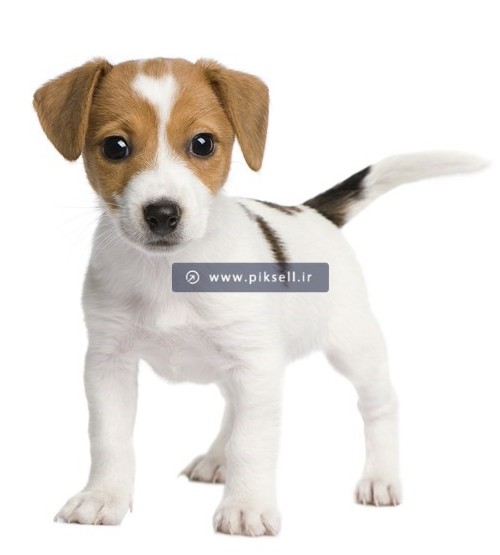 عکس با کیفیت از توله سگ گوش دراز سفید با خال های قهوه ای