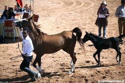 جشنواره اسب های زیبا و اصیل ایرانی - اسلايد تصاوير - عکس شماره 1 ...