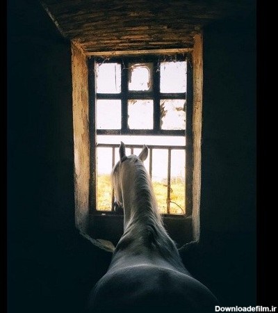 عکس اسب برای وضعیت واتساپ