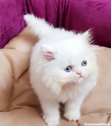 فروش بچه گربه سفید چشم آبی | سفید برفی |پرشین کت اصیل |فروشگاه ...