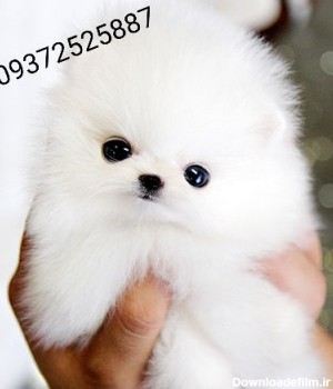 عکس سگ کوچولو سفید پشمالو