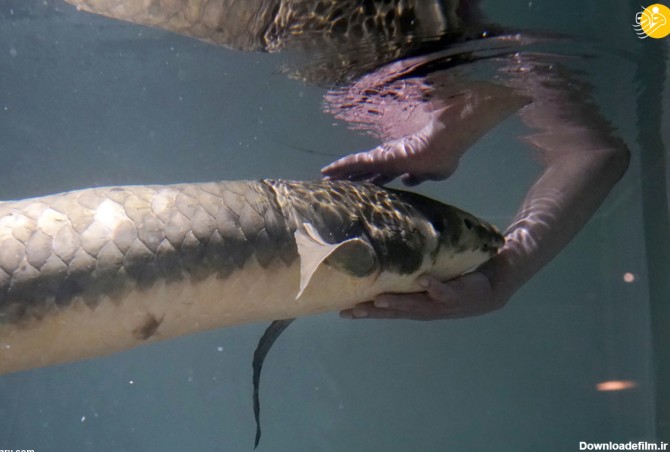 فرارو | (ویدئو) پیرترین ماهی آکواریومی جهان