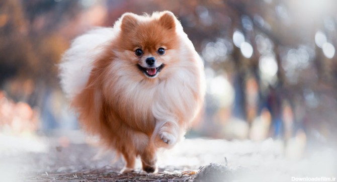 مشخصات و خصوصیات سگ اشپیتز - پت شاپ آنلاین میگ میگ پت