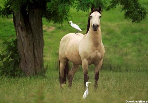 عکس اسب اسپریت واقعی