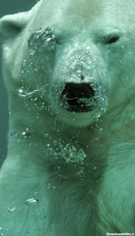 تصویر خرس قطبی داخل آب | تیک طرح مرجع گرافیک ایران