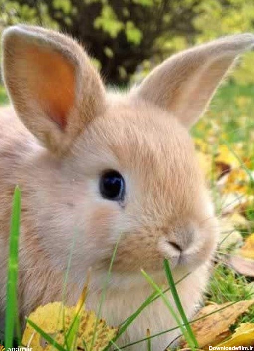 خرگوش های بامزه و دیدنی! / عکس