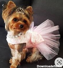 لباس سگ دخترانه - سفارش-برای-لباس