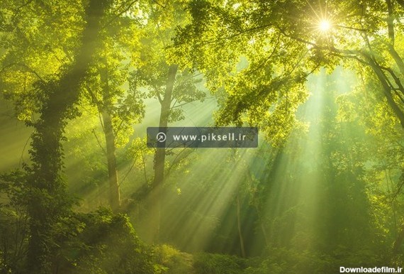 تصویر با کیفیت از جنگل و نور خورشید تابیده از بین شاخه های درخت