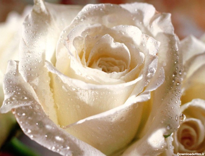 گل رز سفيد با قطرات باران